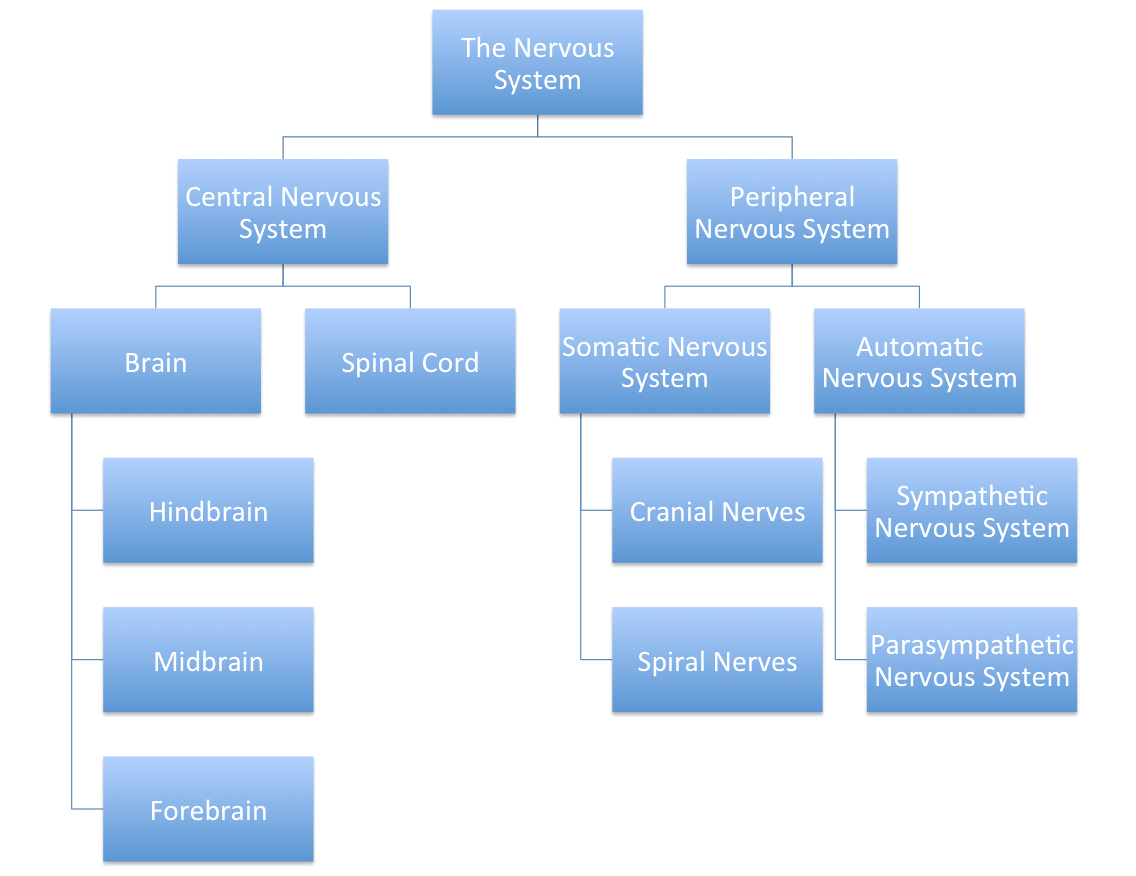 Structures of the Nervous System Biofeedback